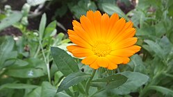 Calendula officinalis marigold flower.jpg