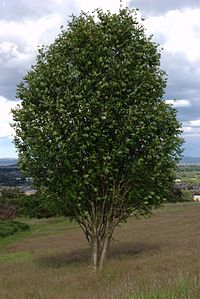 Rowan tree.jpg