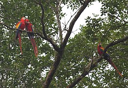 Заповедник Рио-Платано