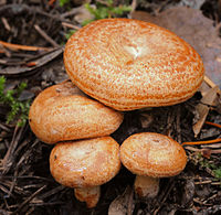 2009-09-28 Lactarius deliciosus cropped.jpg