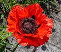 Papaver oriëntale. Locatie, Tuinen Mien Ruys 02.jpg