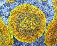 Xanthoria calcicola Carris - Frossay.jpg