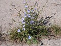 Cichorium intybus Cykoria podróżnik 2021-08-15 Sołtysowice 02.jpg