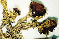 Letharia columbiana-1.jpg