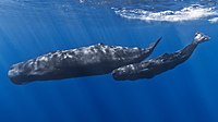 Mother and baby sperm whale.jpg
