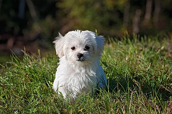 Perrito west highland terrier (westy).jpg