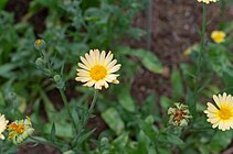 Souci des jardins - Calendula officinalis - 2 - par Mickael Schauli.jpg