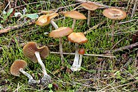 2012-12-05 Psilocybe cyanescens Wakef 290262.jpg