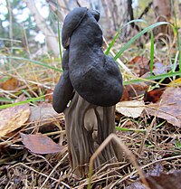 Helvella lacunosa - Mustamörsky, Svart hattmurkla, Slate grey saddle C IMG 0362.JPG