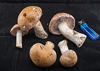 Cortinarius esculentus.jpg