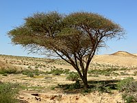 Acacia Negev.JPG