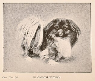 Собака породы пекинес -чемпион и победитель Бест-ин-шоу Чу-Тай из Эгхэма.