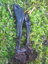 2013-01-13 Geoglossum barlae Boud 302493.jpg