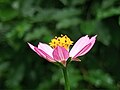 Cosmos caudatus 4.jpg