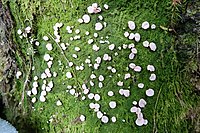 Dibaeis absoluta.jpg