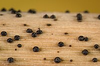 Leptosphaeria doliolum (Pers.) Ces. & De Not 1016784.jpg