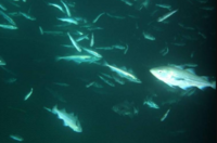 Alaska pollock school.png