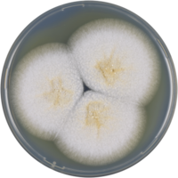 Aspergillus chrysellus cya.png
