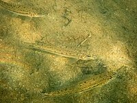 Волжский пескарь.jpg