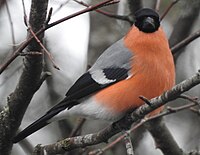 Pyrrhula pyrrhula 119946009.jpg
