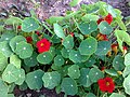 Brassicales - Tropaeolum majus 1.jpg
