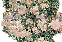 Peltigera collina-1.jpg
