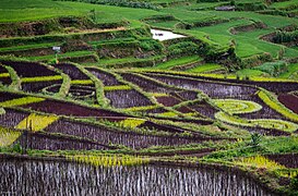 Hani Rice Terraces (53696480740).jpg