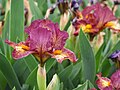 Iris 'Firestorm' Kosaciec 2019-05-03 03.jpg