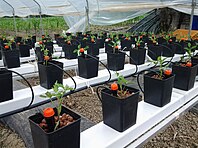Pomodori in idroponica.jpg