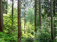 Continuous Cover Forestry in the Lake District, Cumbria, England.jpeg