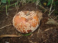 Monilinia fructigena 01.JPG