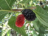 Morus nigra (fruit) - Samarkand June 2022.jpg