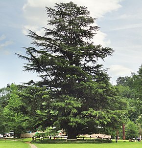 Cedro de Bértiz.jpg