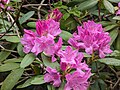Rhododendron 'English Roseum' close-up.jpg