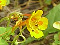 Tropaeolum minus1.jpg