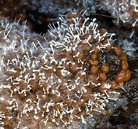 Polycephalomyces tomentosus Alan.jpg