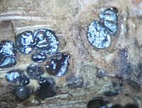 2016-01-24 Valsa salicina 597242.jpg