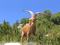 Gorge du Verdon Goat 0254.jpg