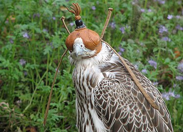 Сокол в клобучке