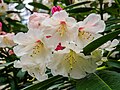 Rhododondronblüten im Rhododendronpark Gristede (2024).jpg