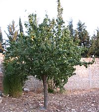 Pear tree.jpg