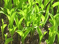 Ландыши тянутся к солнцу Саратов.jpg