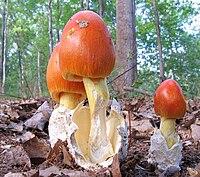 Amanita stirps Hemibapha 45054.jpg