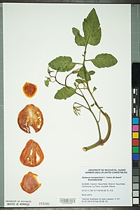 Neuchâtel Herbarium - Solanum lycopersicum - NEU000092656.jpg