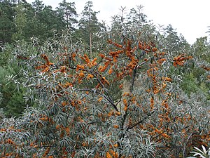 Hippophae rhamnoides 113549765.jpg