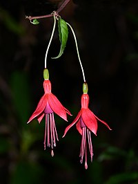 Fuchsia October 2014-1a.jpg