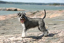 Цвергшнауцер