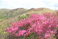 Rhododendron tsurugisanense 01.jpg