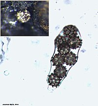2014-06-05 Ascodesmis sphaerospora W. Obrist 424471.jpg