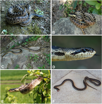 Elaphe urartica color and pattern variation.png